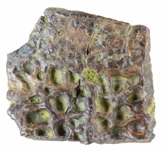 Deinosuchus Scute - Aguja Formation, Texas #50673